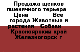 Продажа щенков пшеничного терьера › Цена ­ 30 000 - Все города Животные и растения » Собаки   . Красноярский край,Железногорск г.